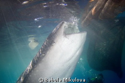 feeding whaleshark by Babula Mikulova 